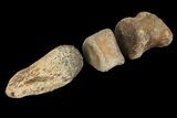 Composite Hadrosaur Finger - Alberta (Disposition #-) #100784-1